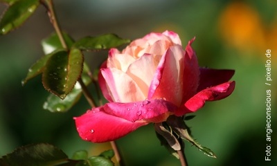 Im Garten von Ehren die Rosenwochen Foto: angieconscious / pixelio.de