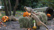 Hagenbecks Tierpark Halloween Frühstück