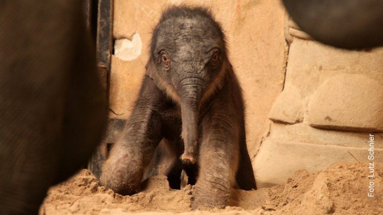 Neugebohrenes Elefanten-Baby