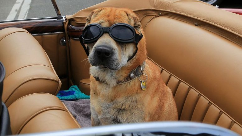 Hund im Auto mit Brille