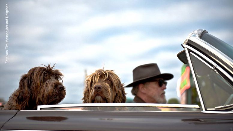 Zwei Hunde und ein Fahrer mit Hut im Auto - Hunde