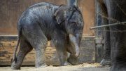 Ein kleiner neugeborener Elefantenbulle