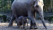 Elefantenkalb mit Elefantenmutter