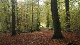 Blick in ein Waldstück in Hamburg Ohlstedt