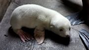 Seebärenbaby Albino mit weißem Fell