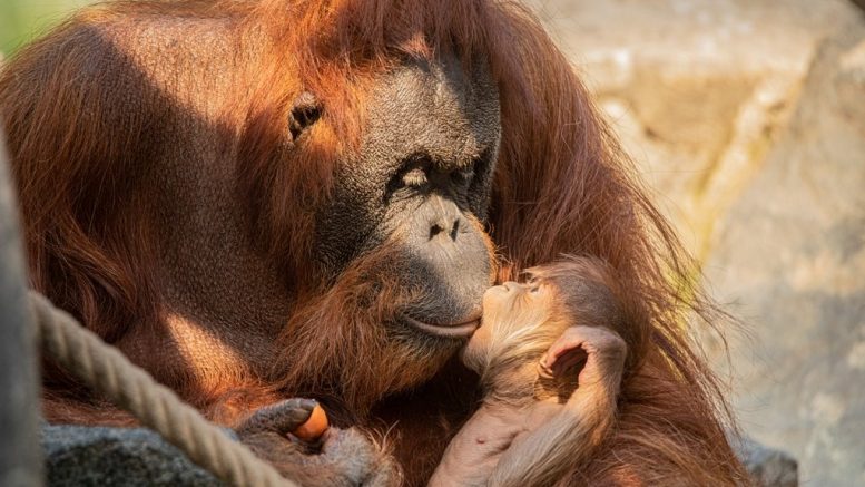 Urang-Utan Mutter liebkost ihr Affenjunges im Tierpark Hagenbeck