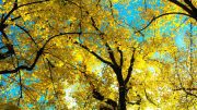 Baum mit gelben Herbstlaub im Gegenlicht