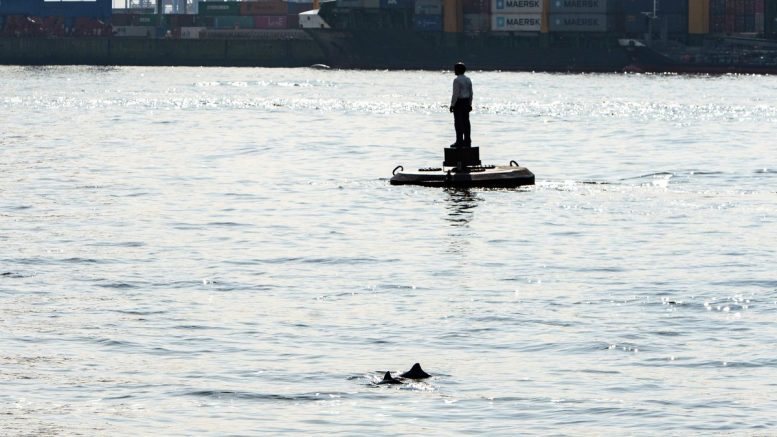 Schweinswale im Hamburger Hafen im April 2021