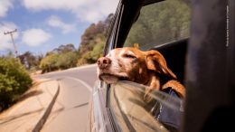 Hund schaut während der Fahrt aus einem Autofenster