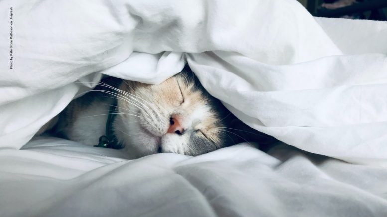 Schlafende Katze unter einer weißen Decke